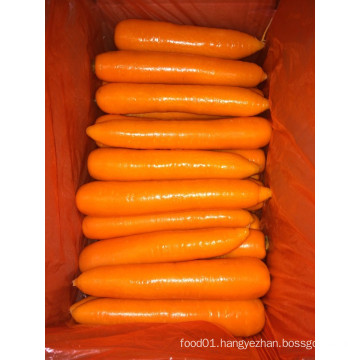 Best Quality for Exporting Fresh Carrot